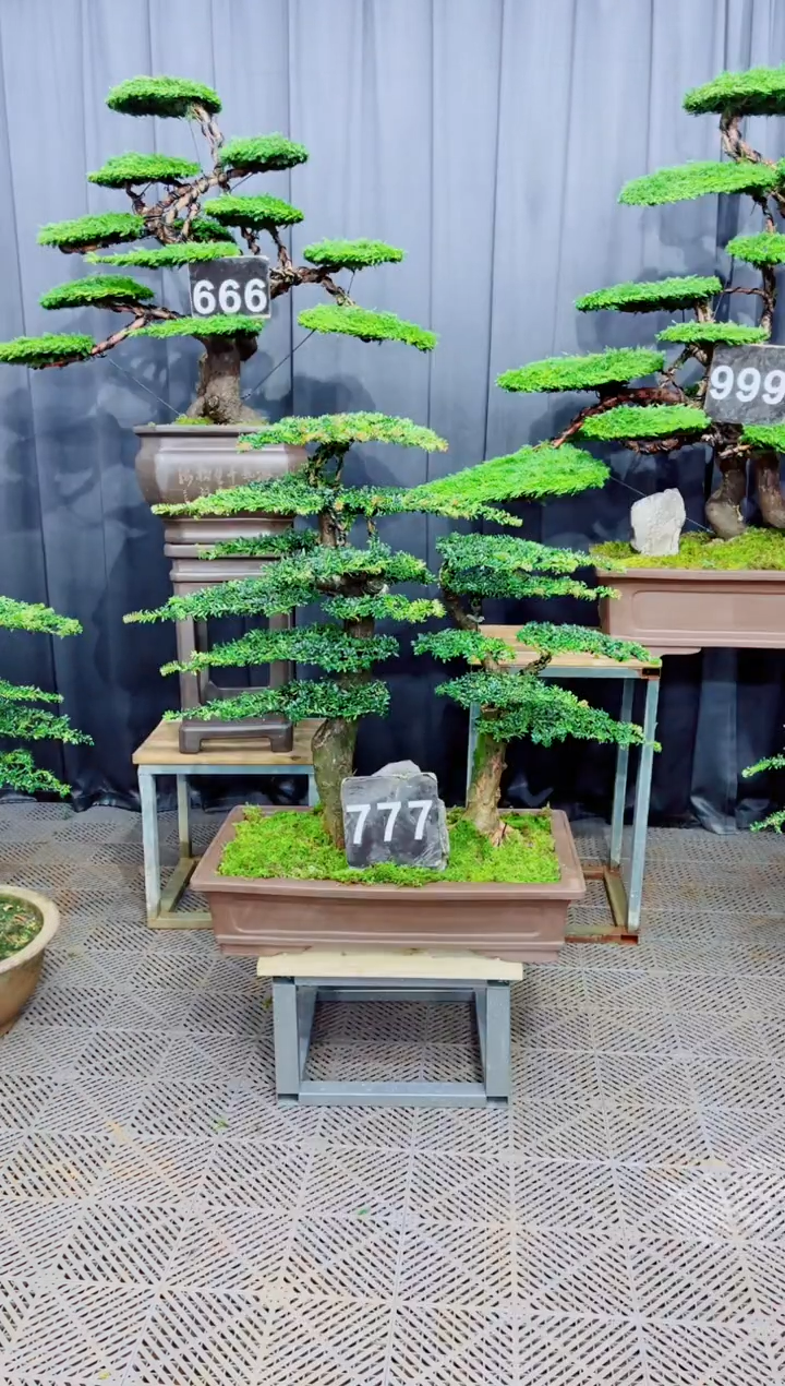 无花朵迎客松111