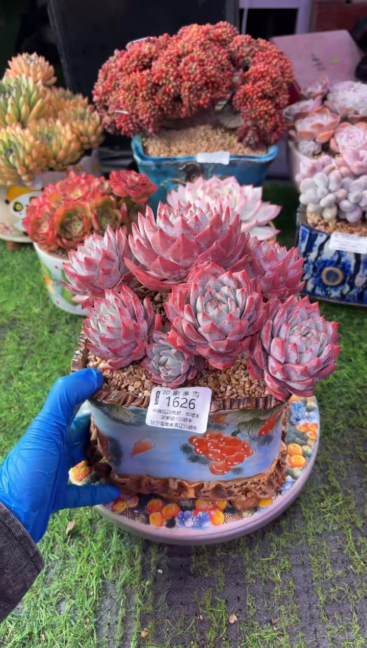 昆明印象多肉1626