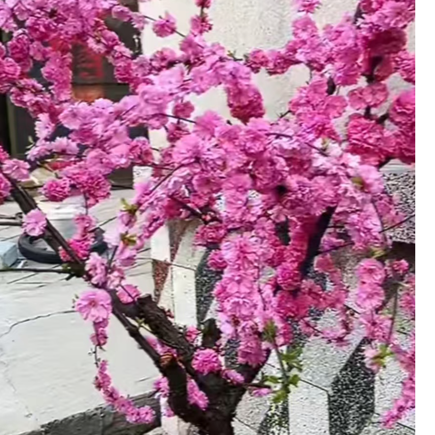 榆叶梅梅花盆景地栽抗寒抗旱南北方可种梅花