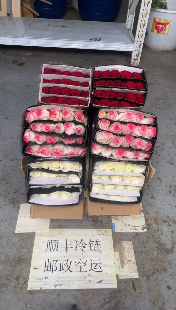 白雪山20枝+艾沙20枝+高原红20枝