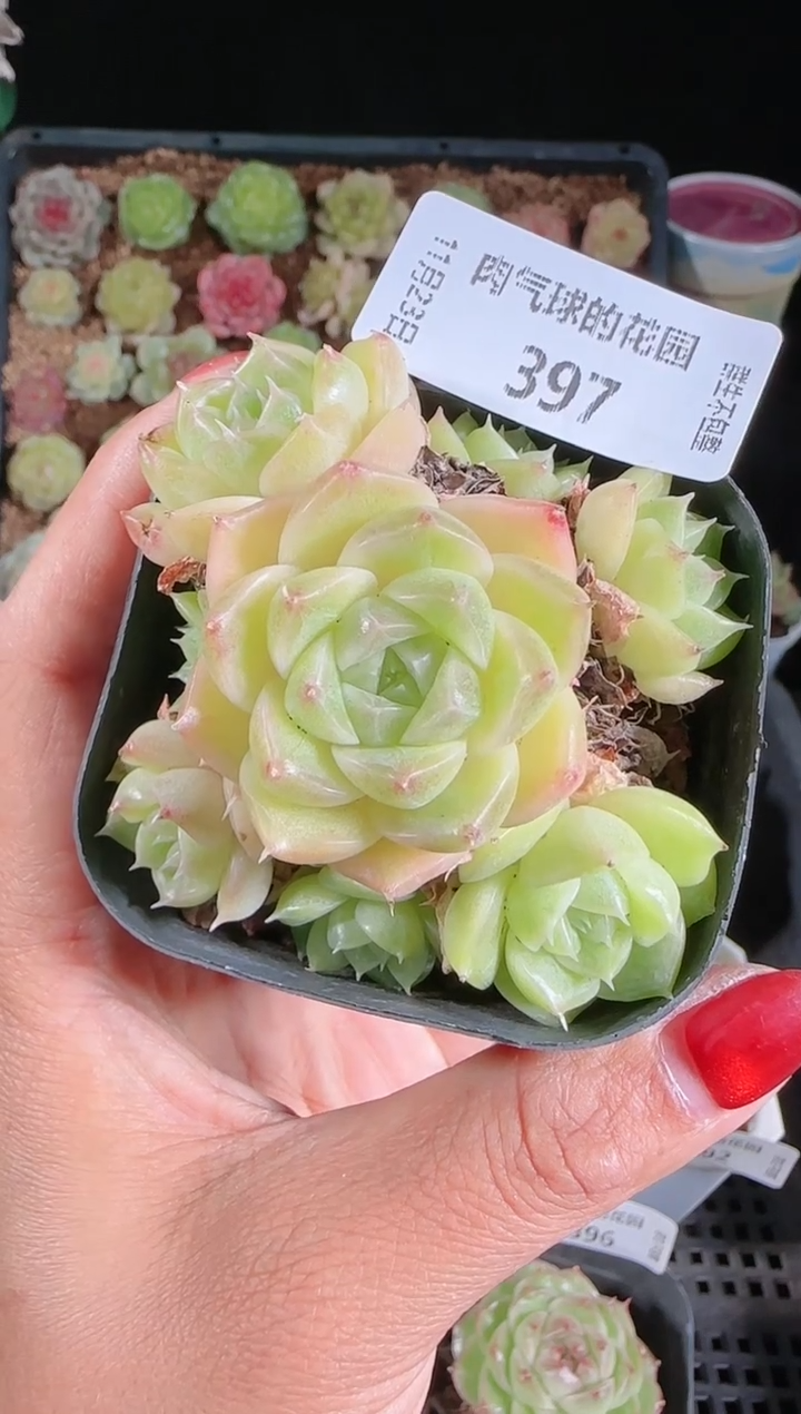 1123-397群生不包整