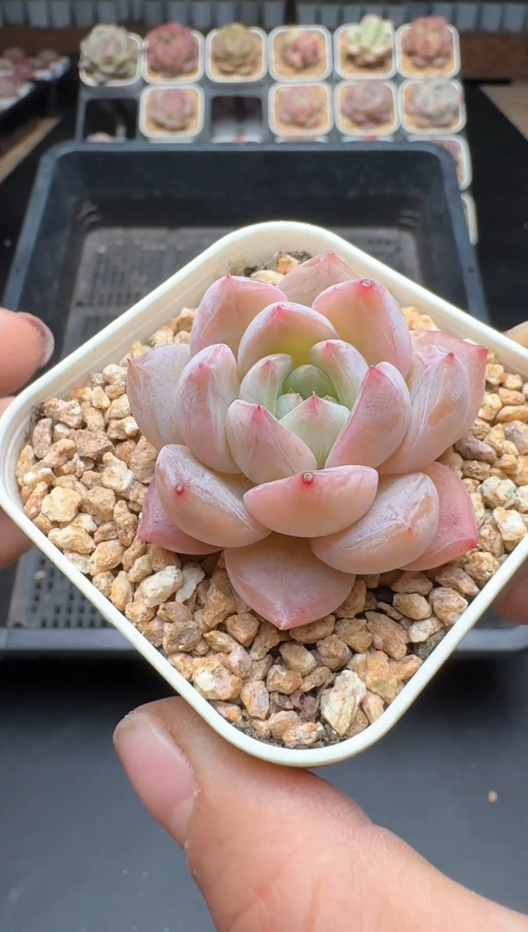 【闪购商品】217A号一物一拍多肉花卉植物拍3颗起发