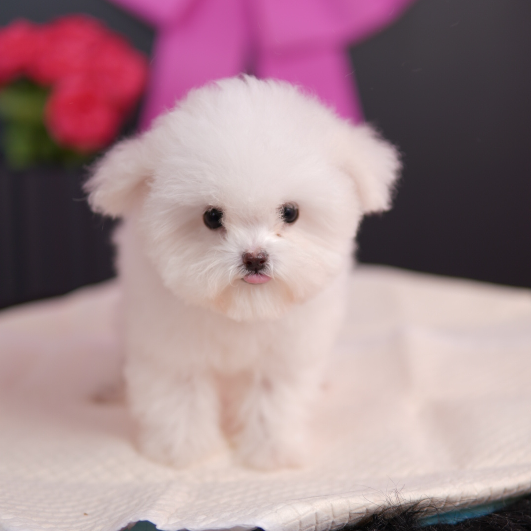 (金豆家)比熊幼犬活体棉花糖卷毛比熊犬小型犬家养宠物狗3