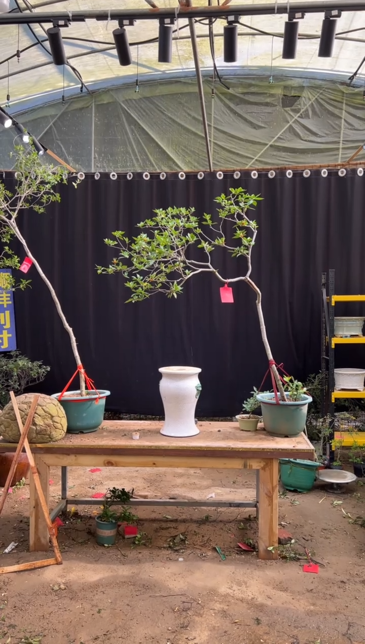 无花朵谢*军海岛栀子花