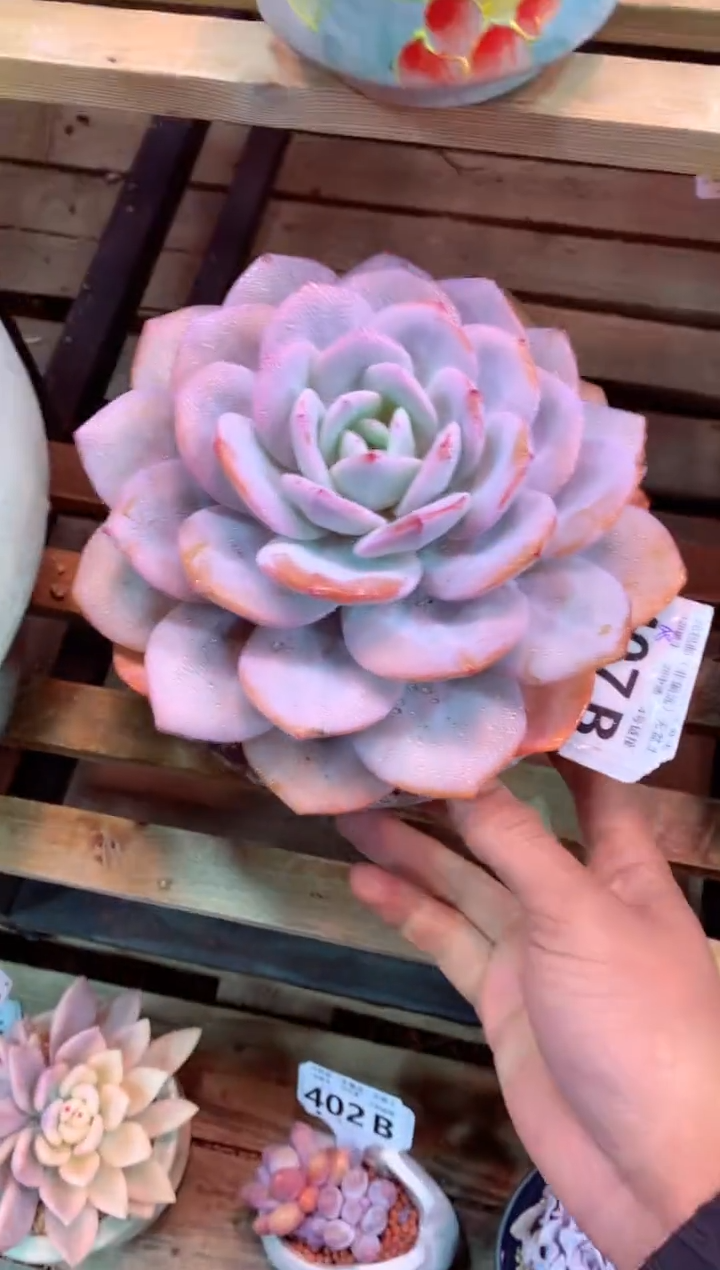 407B（一物一拍，精品多肉，w所见即所得 ）