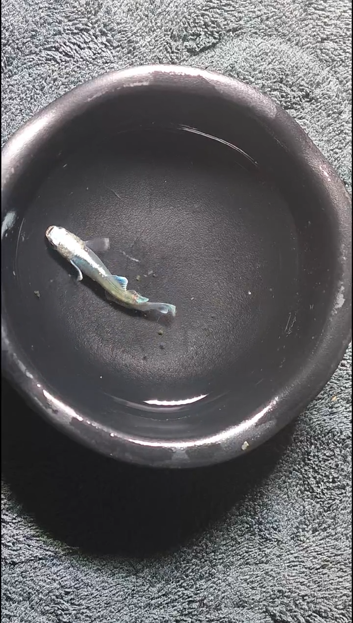 青鳉鱼观背青鳉32