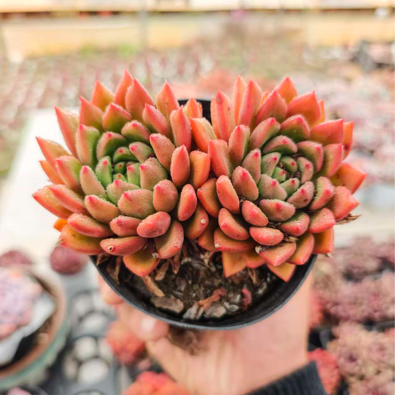 精控红酒 拾忆多肉 好养阳台多肉植物