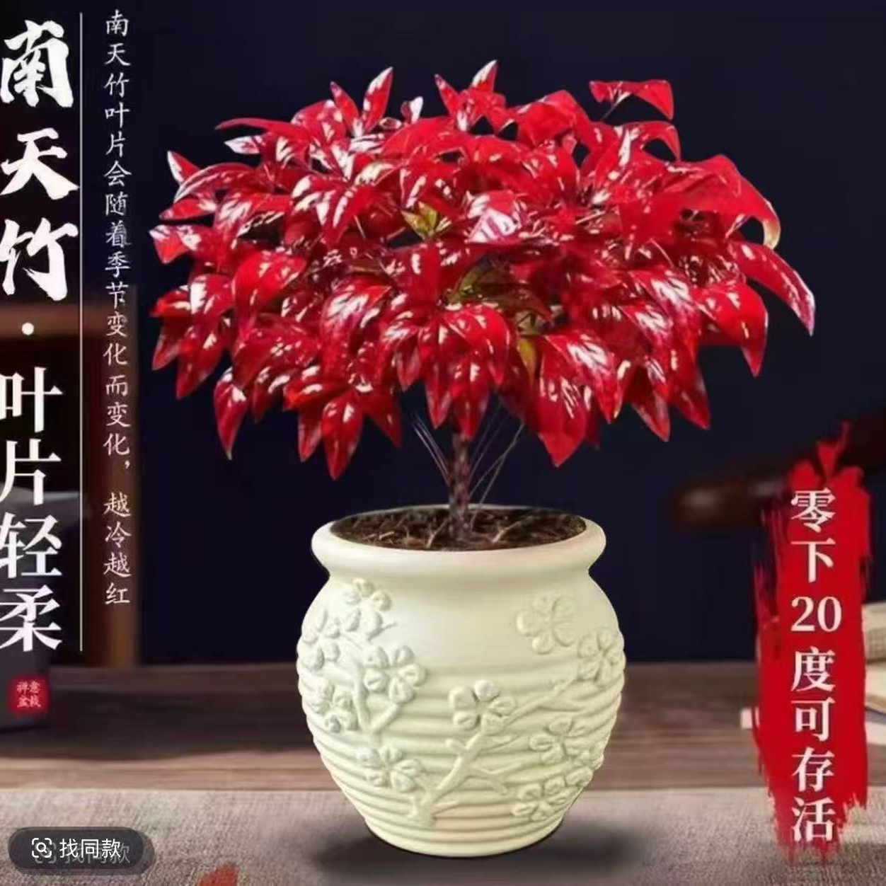 越冷越红火焰南天竹盆栽耐寒室内外客厅办公室春绿冬红植物