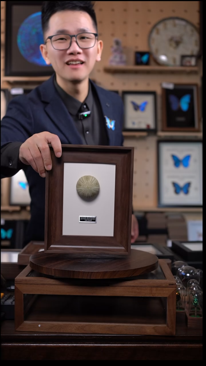 绿海胆海洋标本摆件