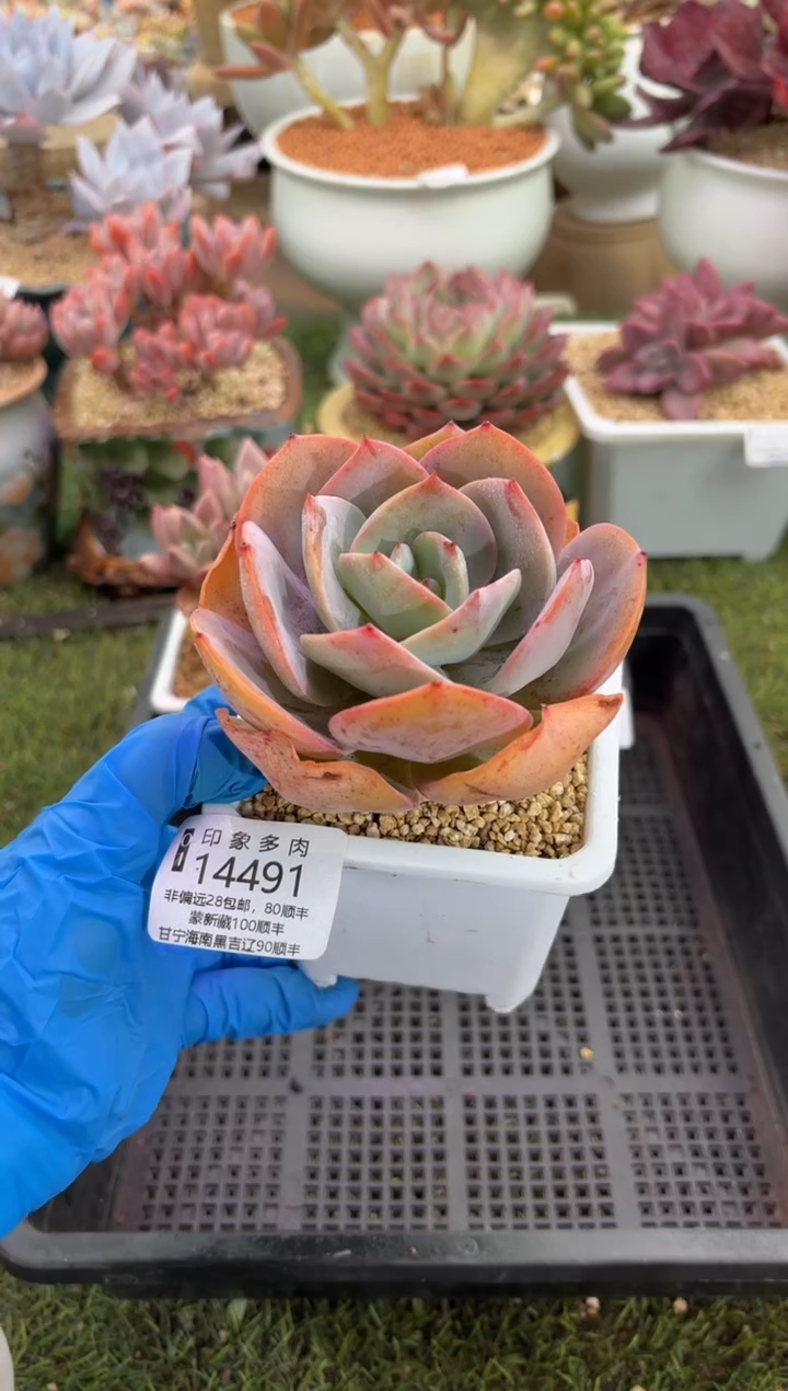 【闪购商品】14491