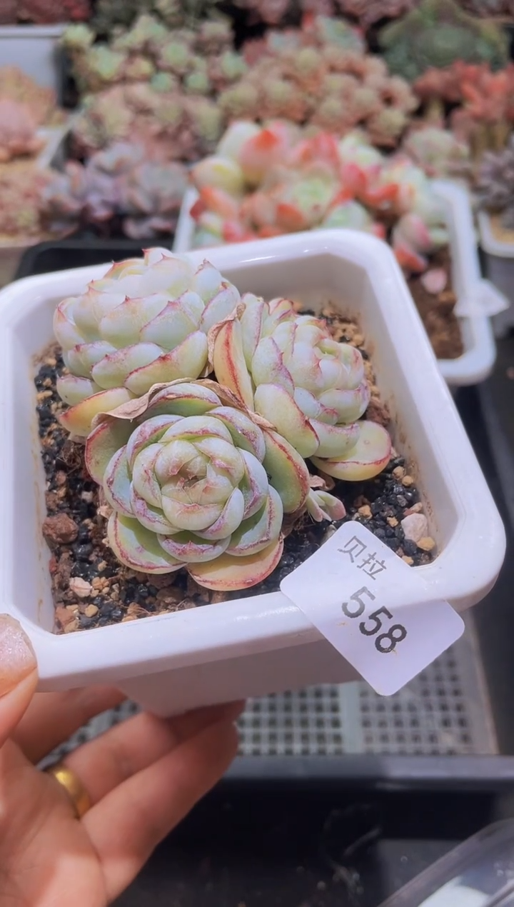 【闪购商品】558胖虎