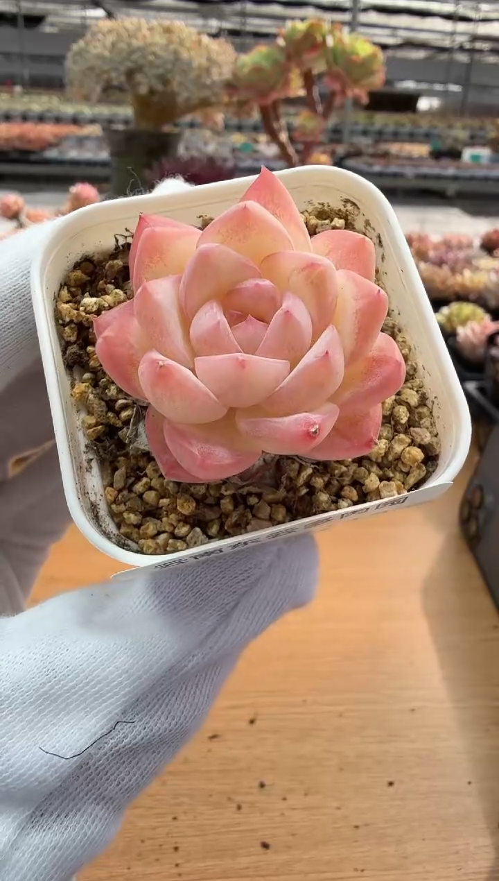 东云多肉园二店-113