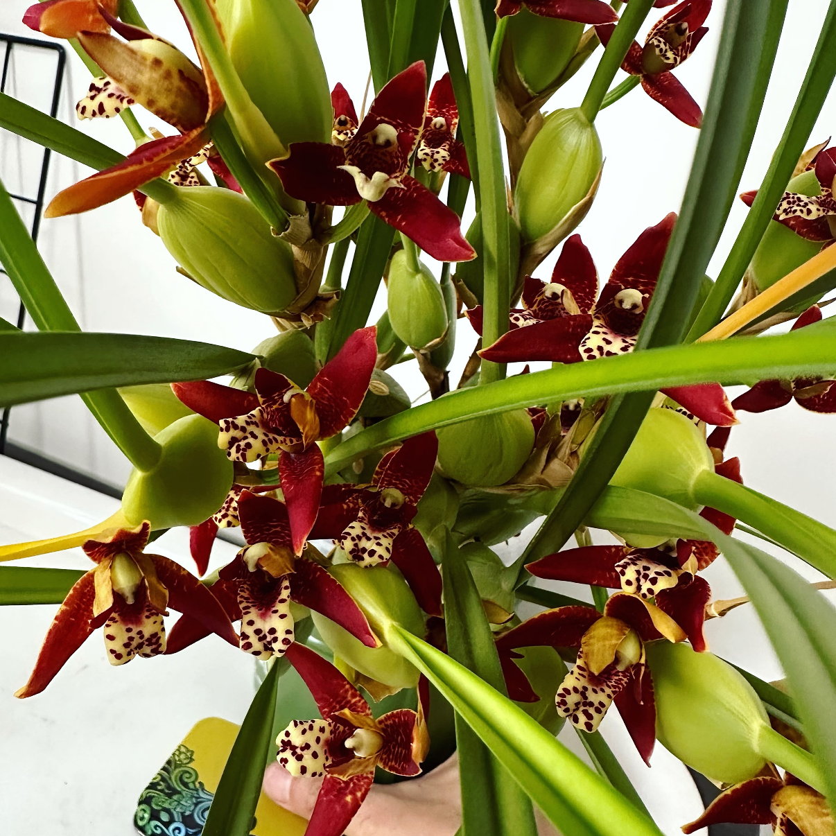 两棵咖啡兰 浓香 适合室内阳台种植的高端绿植盆栽兰花