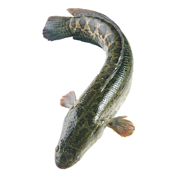 鲜活乌鱼/黑鱼 1条（750-1kg）