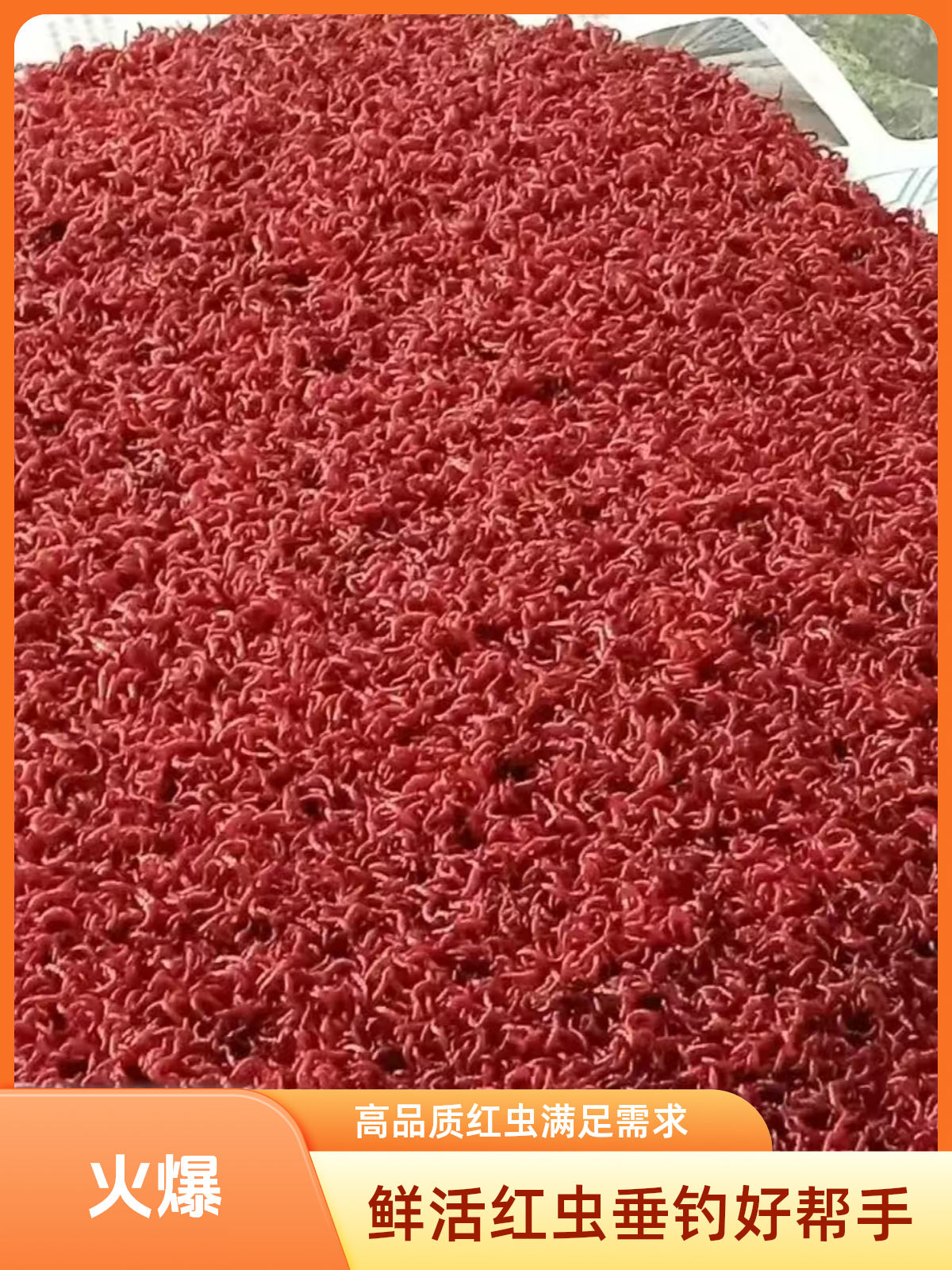 鲜活红虫活体饵料