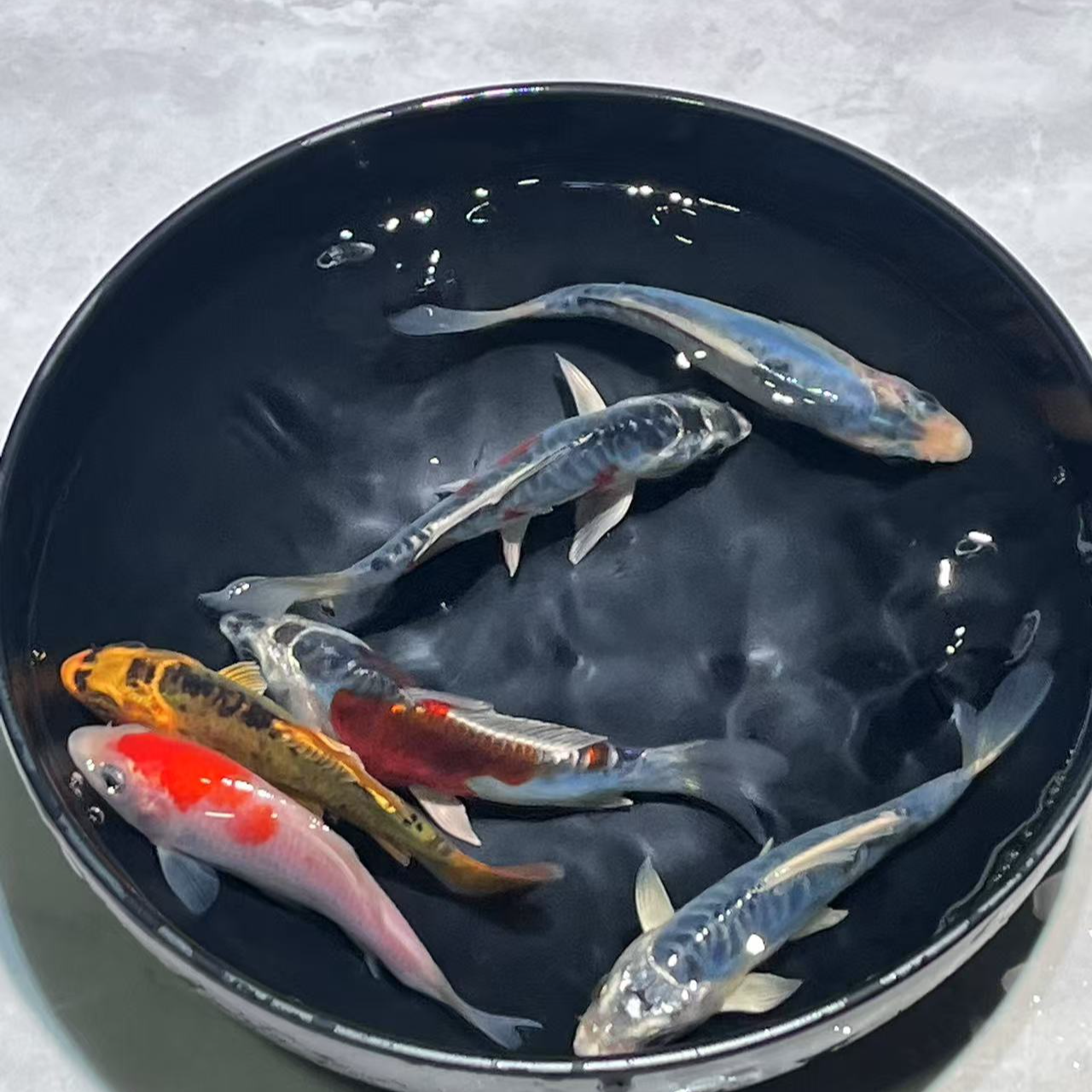 101-200号锦鲤、玛雅色蝴蝶鲤无鱼鳞、金鱼观赏鱼活体
