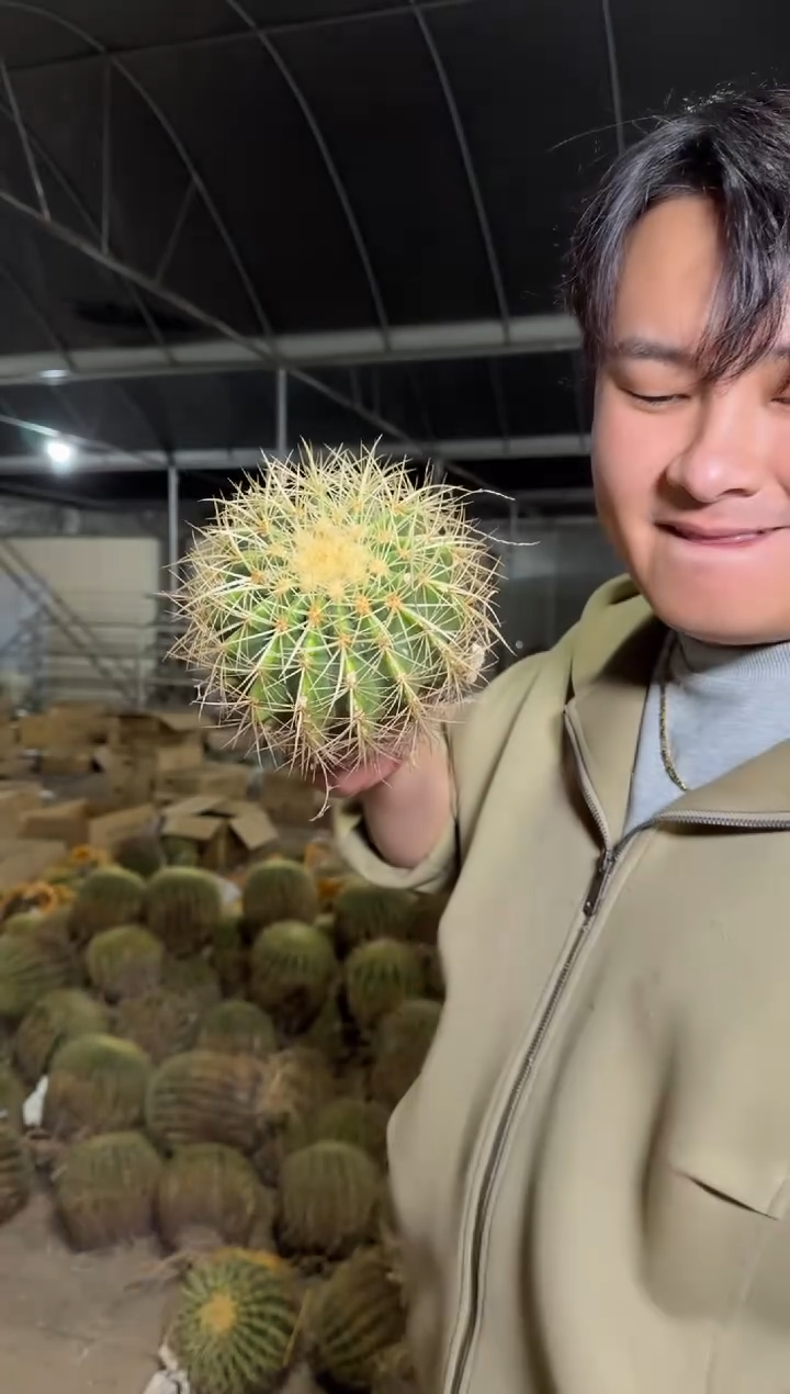 2颗 实生根 金虎 8-11cm