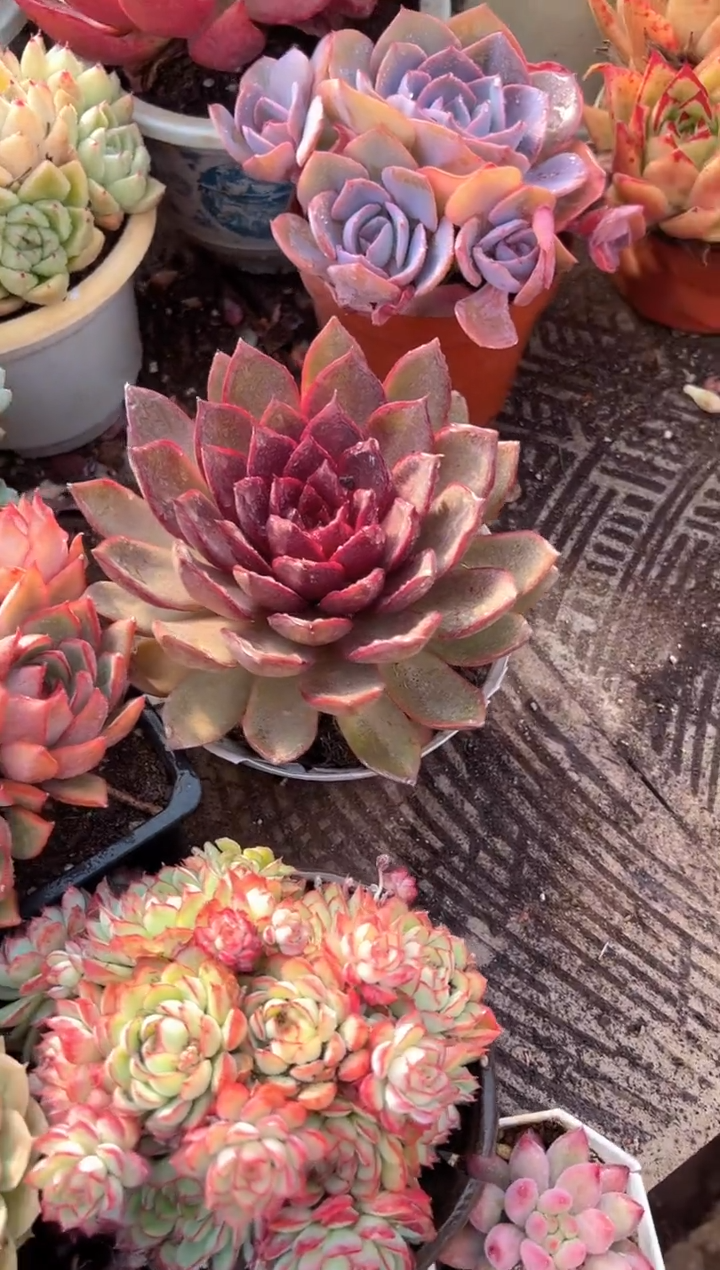 ?***子多肉植物一物一拍09243
