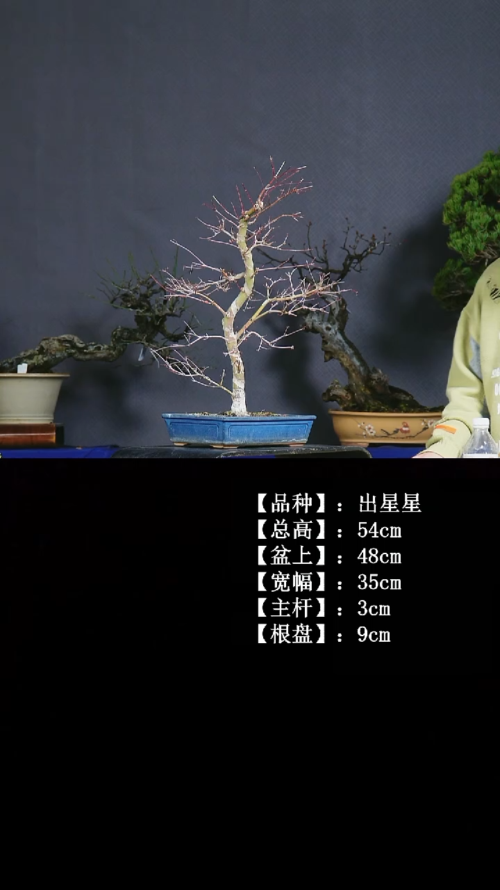 无花朵C074 出星星 不包邮