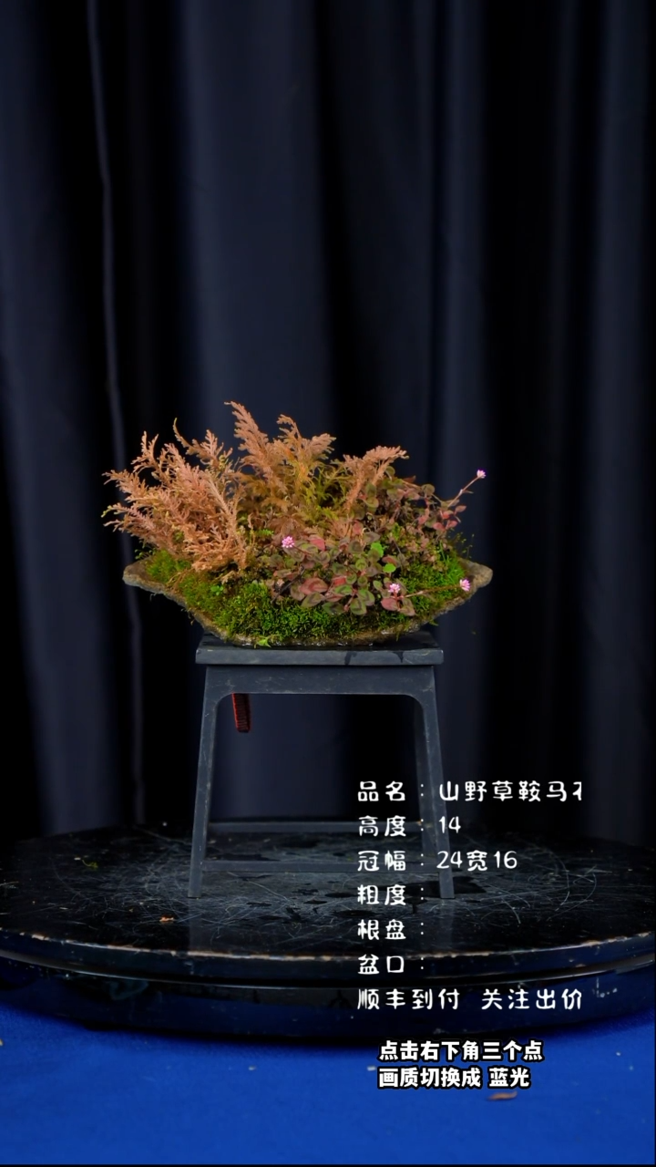 【闪购商品】山野草鞍马石