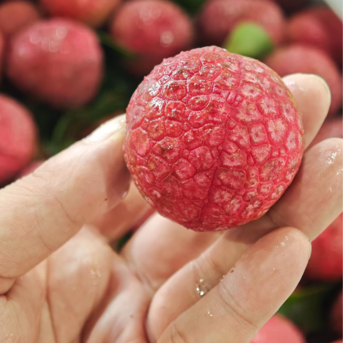 【顺丰次日达】玫瑰香荔枝新鲜水果现摘现发6斤净果5斤同城荔枝同城送海南省