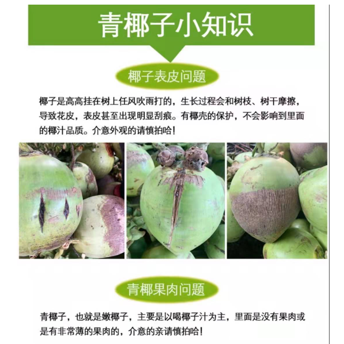 海南特产东郊青椰子礼盒装4个超大果孕前中晚期现摘现发4个装大果