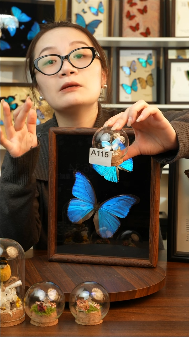 优雅灰蝶-玻璃罩A115