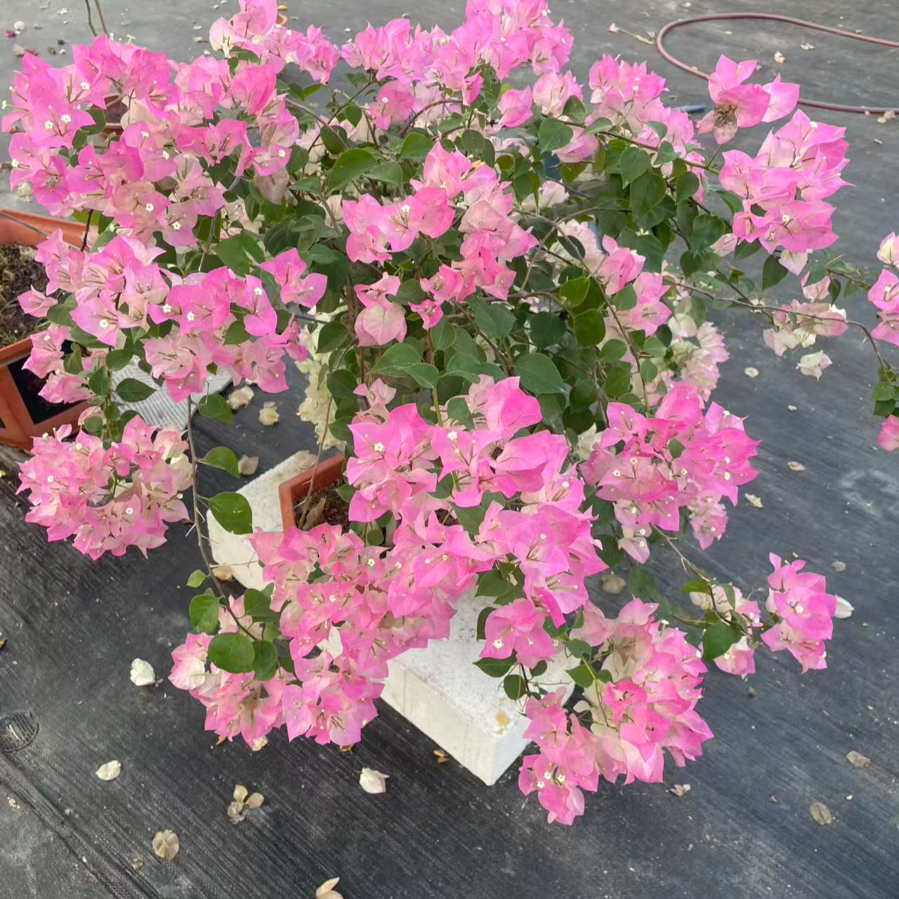 三角梅一物一拍，四季开花，室内外客厅庭院阳台露台