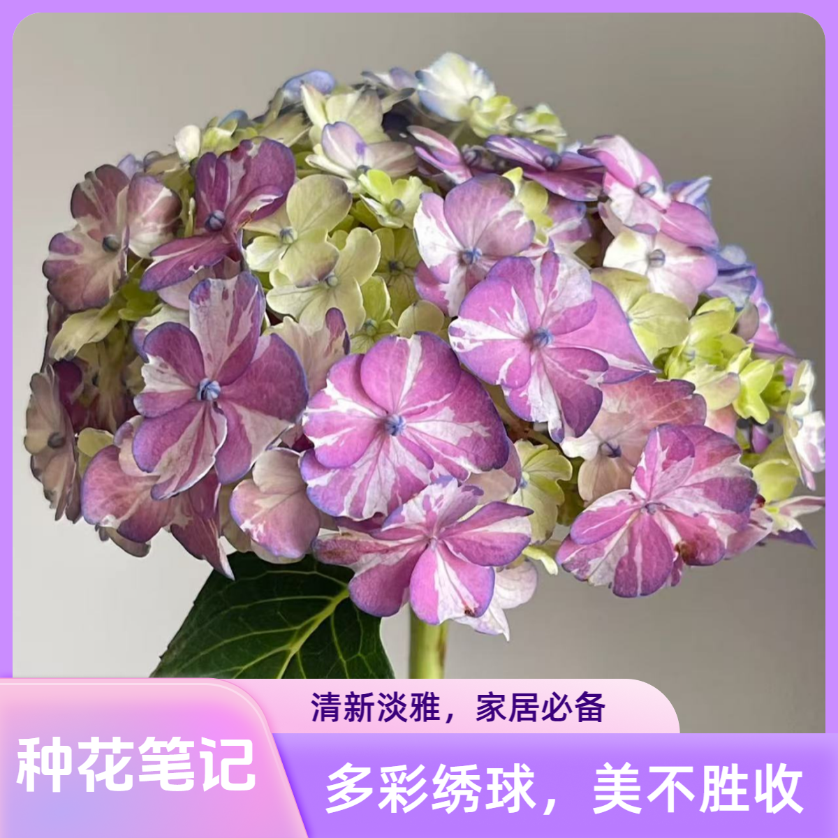 【晴天绣球】 庭院阳台地栽可调色新手好养易活带花带花苞基地直销