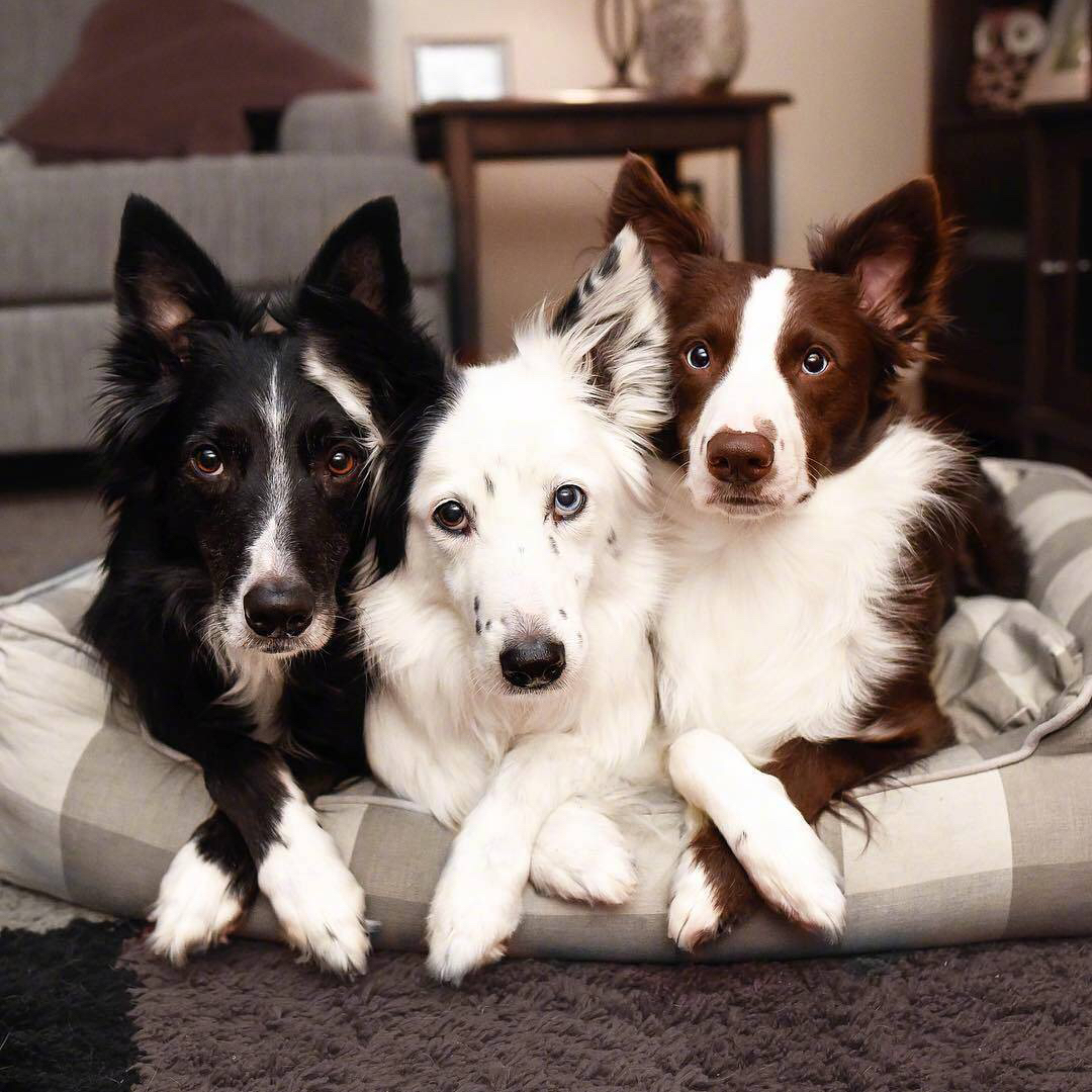 {小汤宠物}一宠一拍专用链接边牧犬史宾格