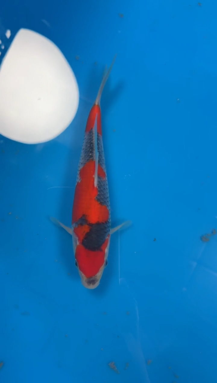 锦鲤【251212-11】五色 20公分 不详 美源锦鲤