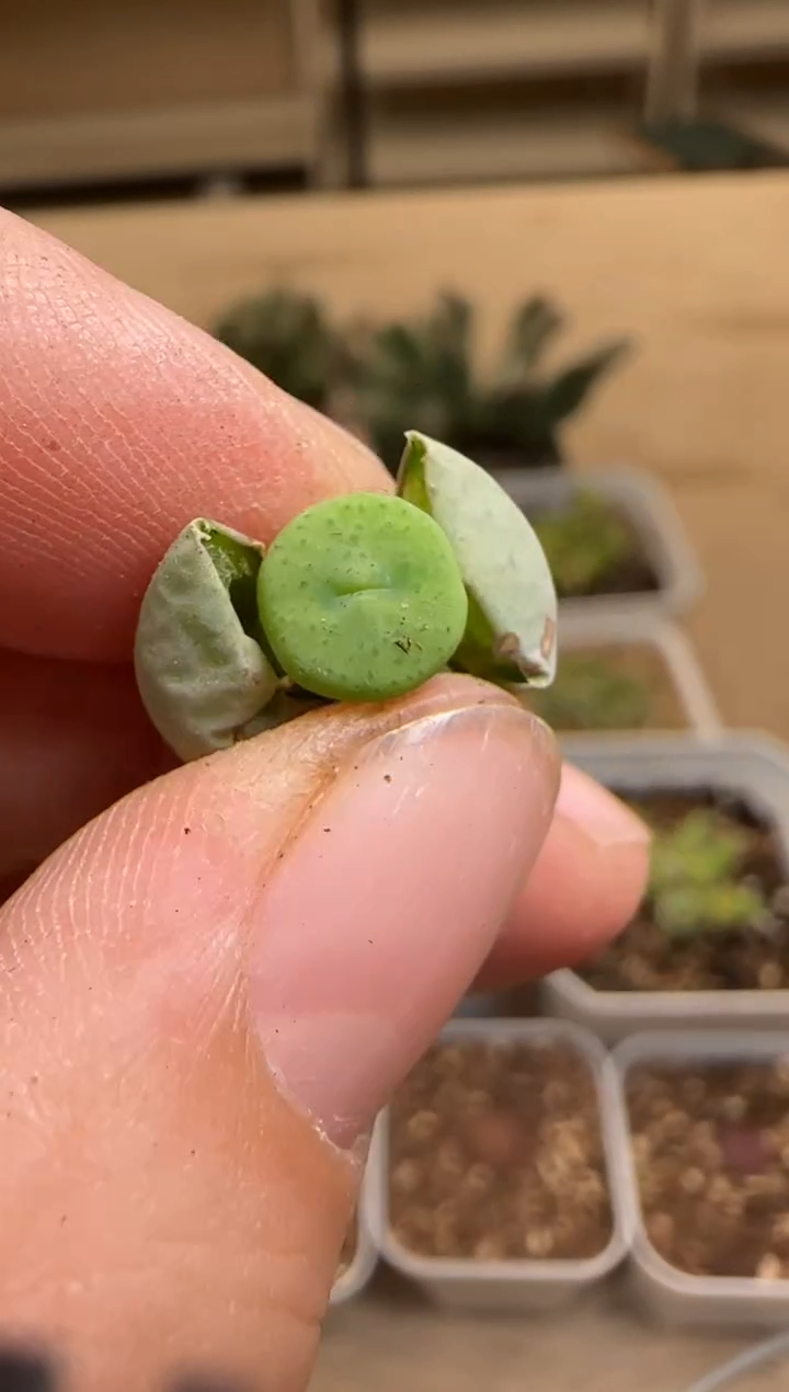 【闪购商品】14-208