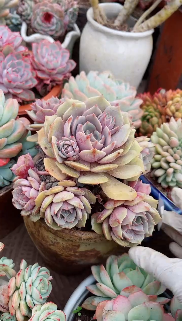 【闪购商品】07272