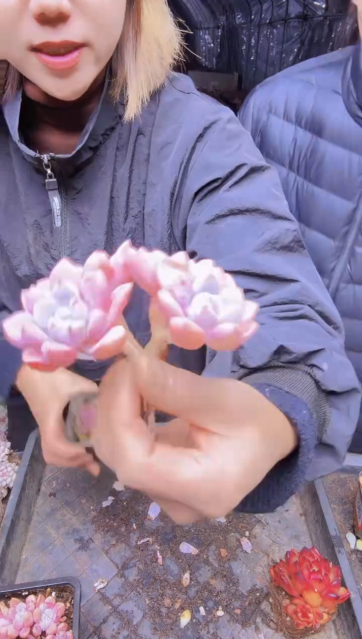 风**荷049小老桩无砍花斑露一物一拍