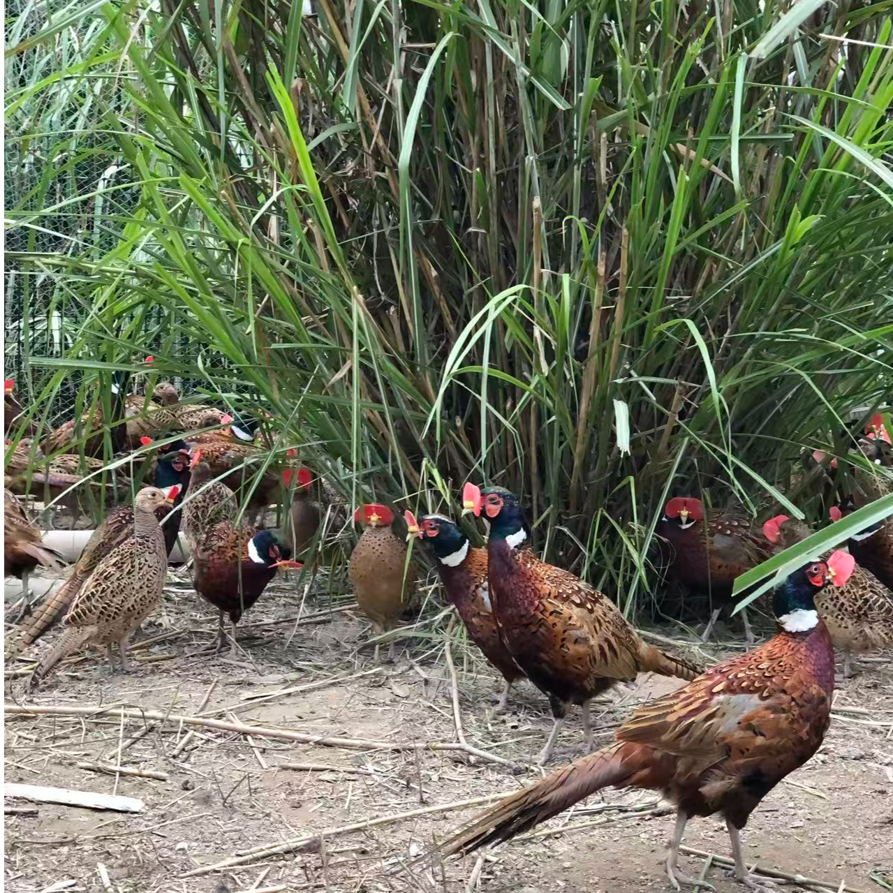 【2公1母】长尾鸡 宠物观赏鸡 包邮