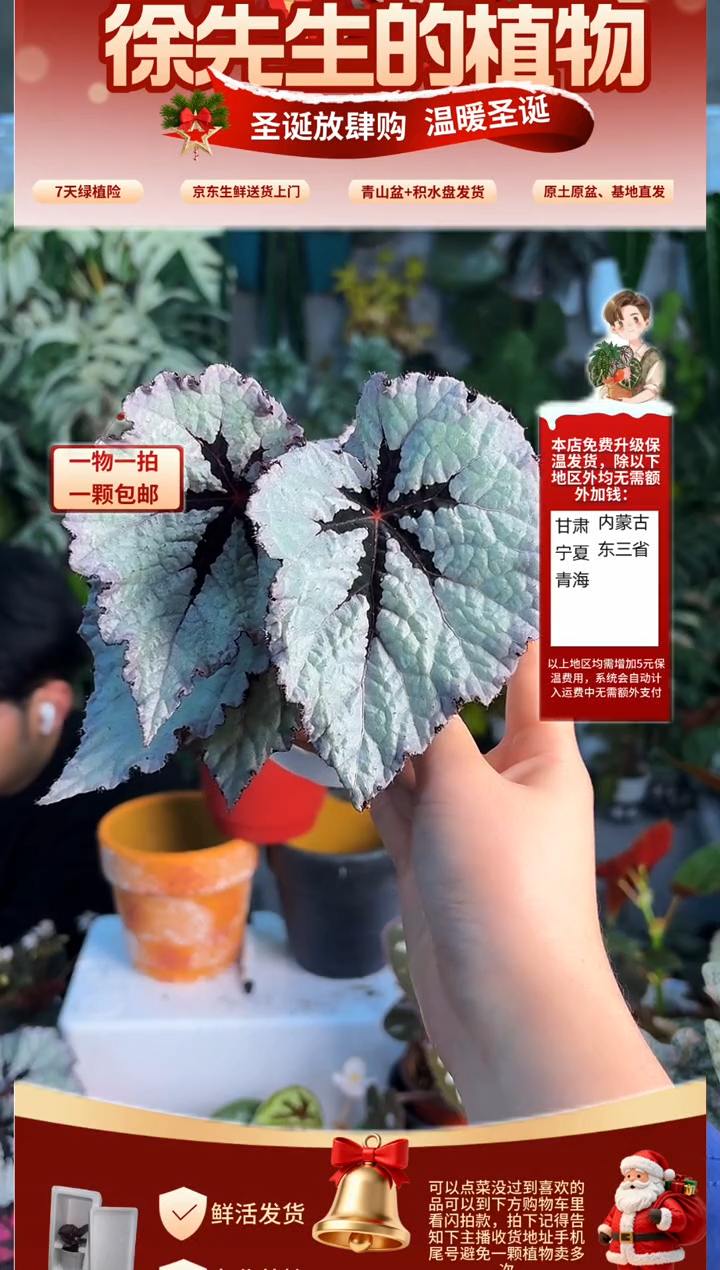 完全开放镜子秋海棠