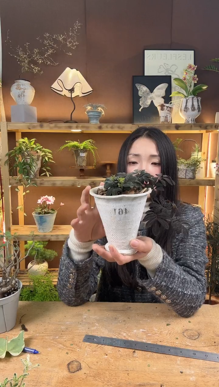 无花朵紫茄加盆一套461