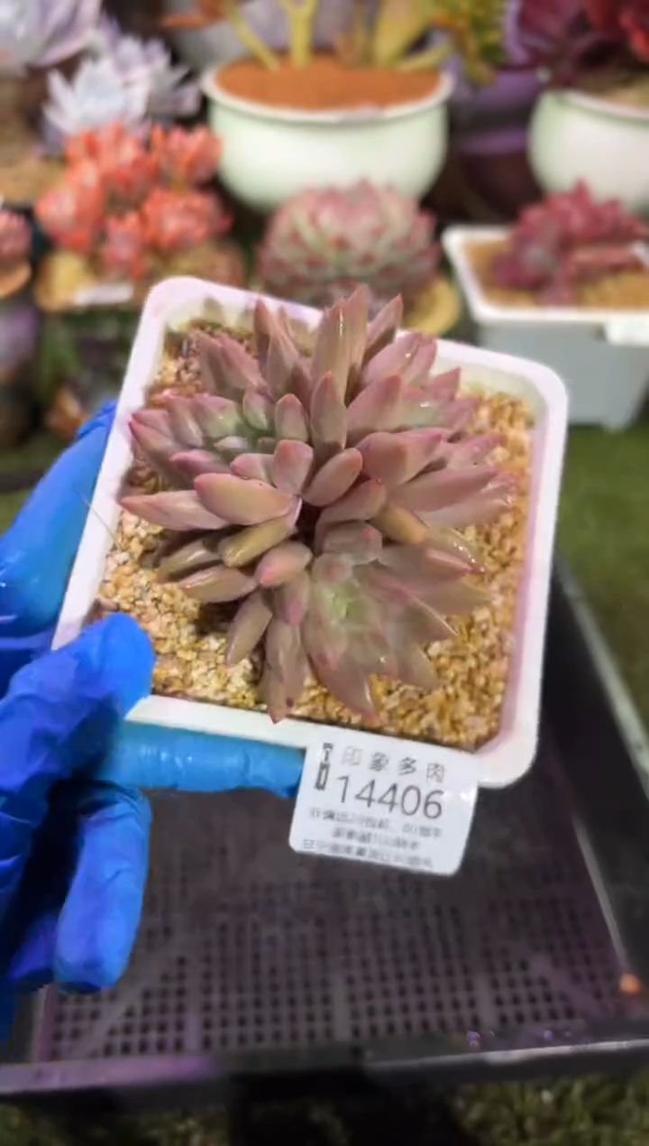 【闪购商品】14406