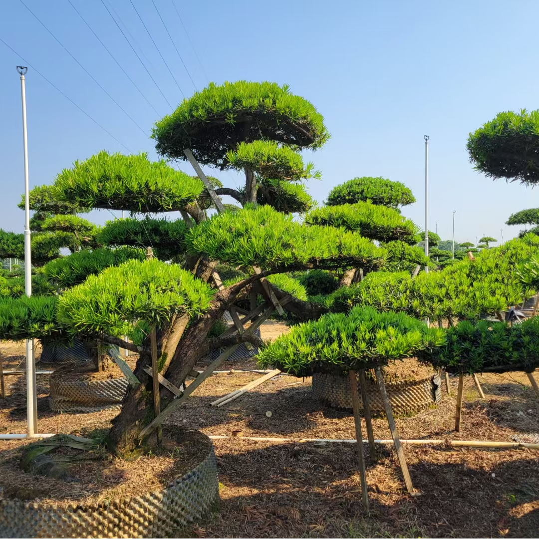 罗汉松正宗迎客松景观树小叶贵妃中叶金钻绿植造型树盆景庭院松树
