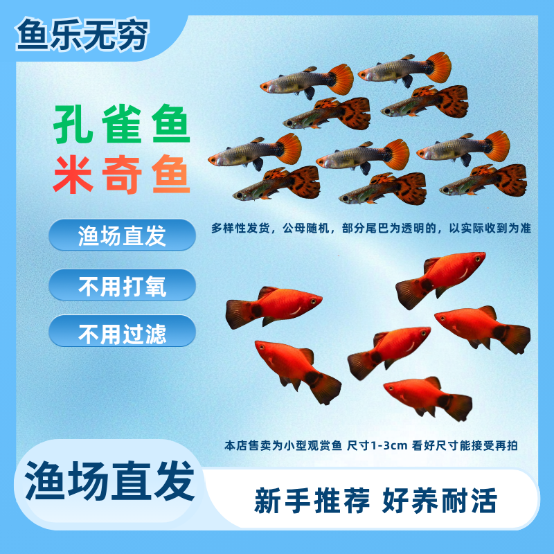 【米奇+孔雀】胎生小鱼小型热带观赏鱼好养耐活适合新手活体