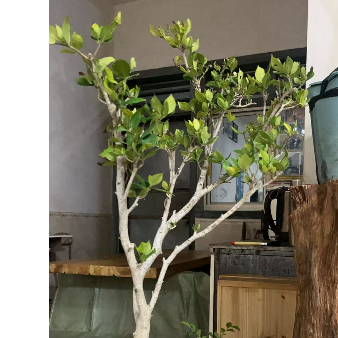 春花龙船花栀子花山格木等直播间一物一拍花卉盆栽