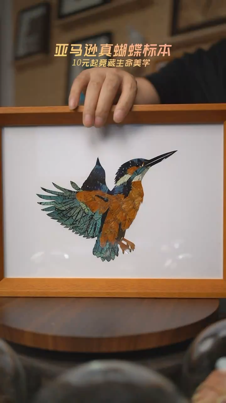 有机玻璃翠鸟蝶翅画B66