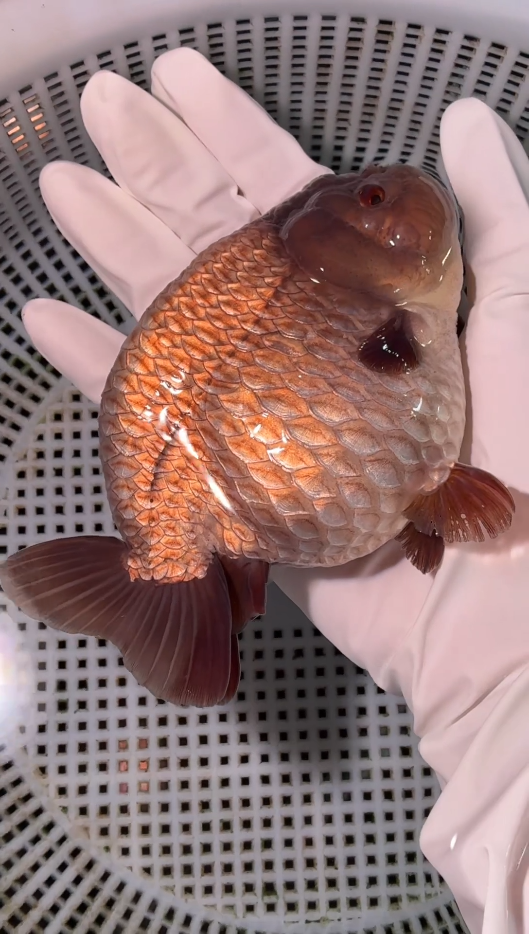 金鱼（运费到付，马印灯下展示）福州追鱼兰寿金鱼