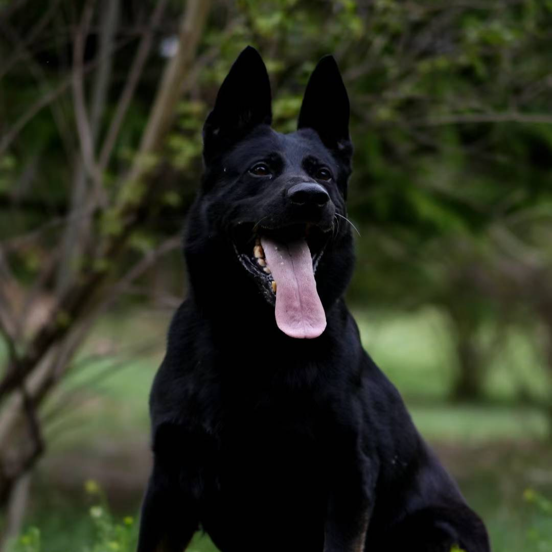 东德牧羊犬定金专用链接