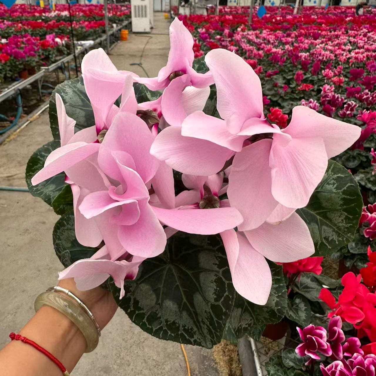 农掌柜  仙客来 （水彩海棠红色）