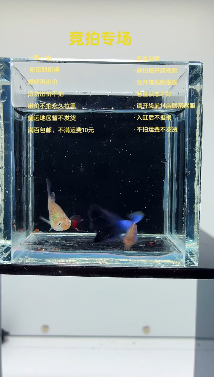 孔雀鱼新加蓝一对-38