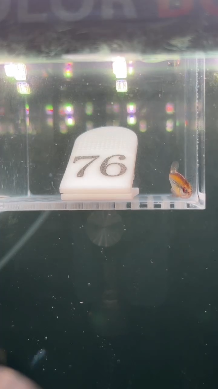 灯科鱼鱼****u【76】新流域彩虹魔鬼