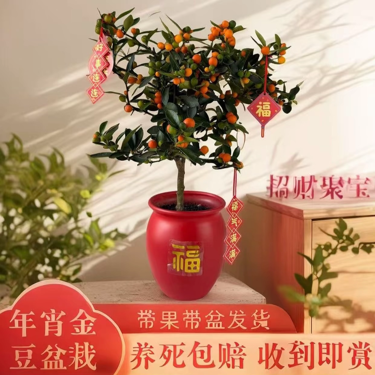 金豆小金桔带果绿植室内茶桌创意摆件耐寒盆栽花卉