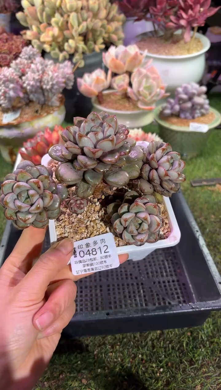 【闪购商品】04812