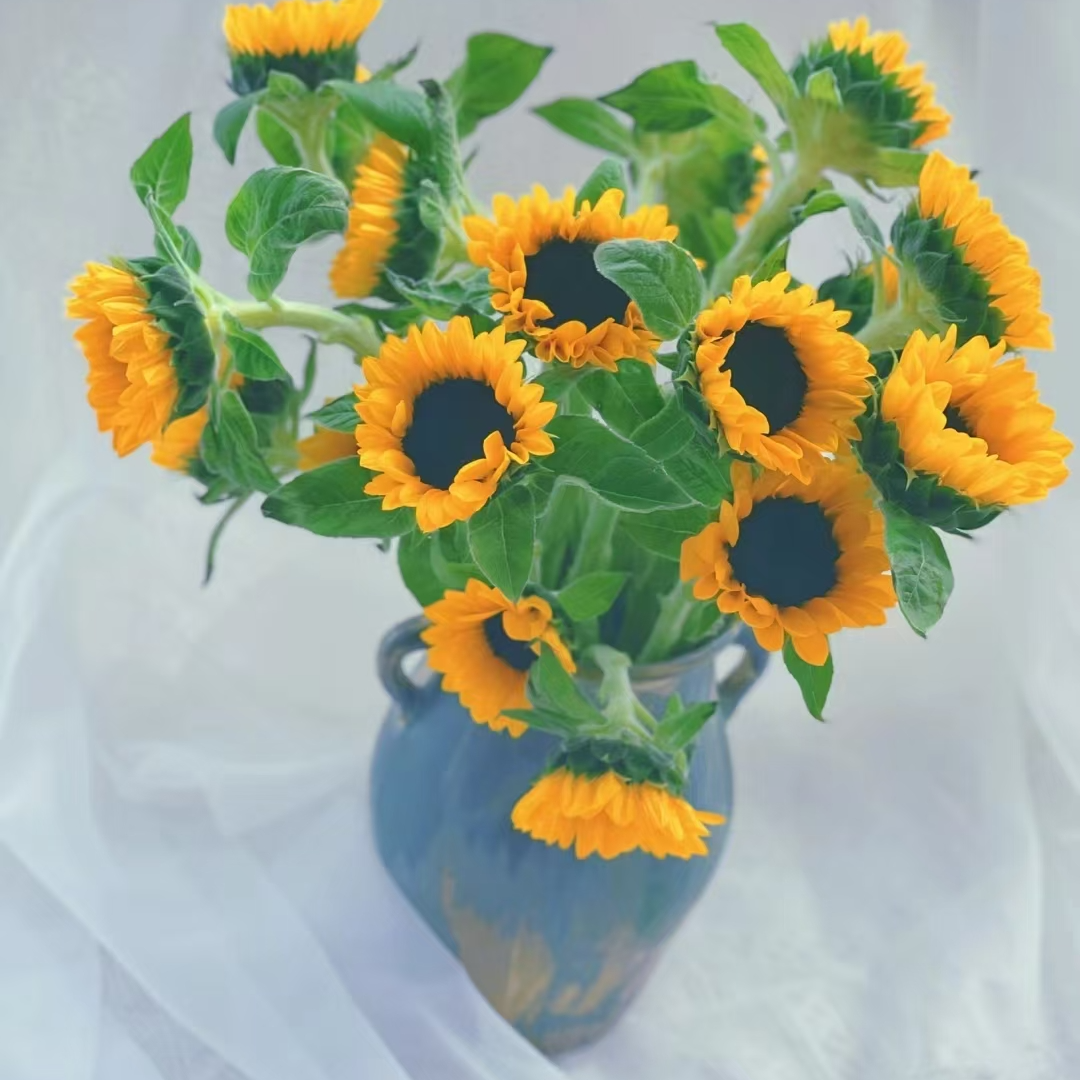 福利小花向日葵50枝